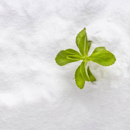 Stevia rebaudiana - Natural sweetener powder from the stevia plantの写真素材