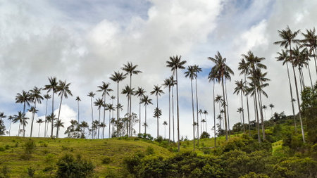 Wax Palm Forest - Samaria Valley, Caldas, Colombiaの写真素材