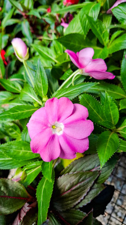 Beautiful pink flower in full bloom surrounded by green leaves and buds - Impatiens hawkeriの写真素材