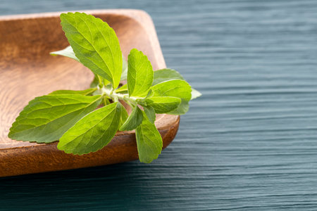 Stevia rebaudiana - Fresh green leaves of organic stevia