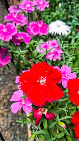 Close-up of Dianthus chinensis flowers in shades of fuchsia and white, showing delicately toothed petals and vibrant color contrasts, in a natural garden settingの写真素材