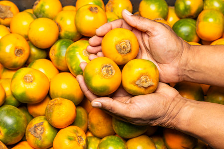 Lulo in the hands of the farmer in the Colombian market - Solanum quitoense.