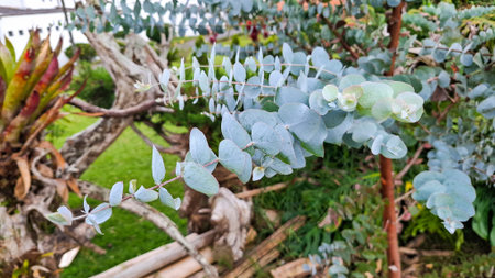 Eucalyptus branch with rounded, bluish-green leaves in a garden, captured with selective focus and a...