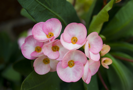 Euphorbia milli flowers, Crown of thorns pink flowersの写真素材