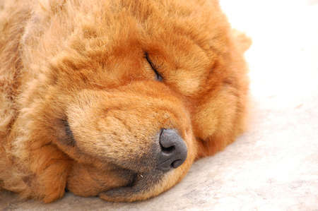Chow Chow Dogの写真素材