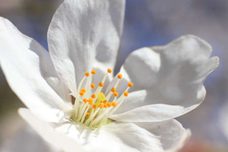 Cherry Blossomの写真素材