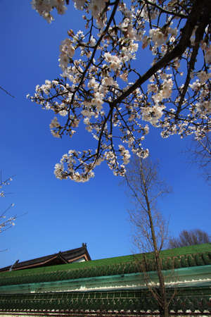 Cherry Blossoの写真素材