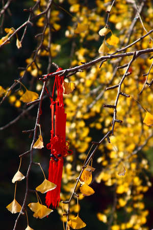 Ginkgo leaves turned yellow in Autumn, red Chinese Knot were tied on the branchの写真素材