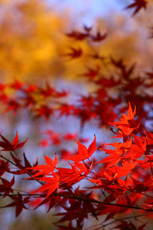 leaves in Autumn
