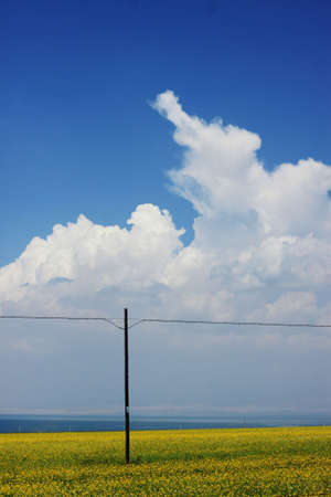 Brassica campestris bloom near Qinghai Lake in summerの写真素材