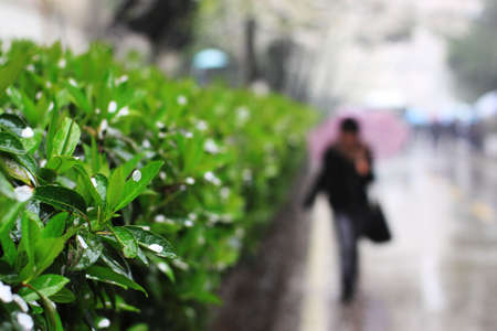 Petal of cherry blossom drop on the holly leaves, in the rain in springの写真素材
