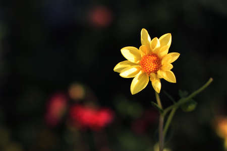 Dwarf Dahlia is A dwarf plant covered with 2Â½ to 3 inches of flowers from early summer through fall.の写真素材