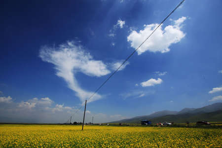 Flower sea in Qinghai, China