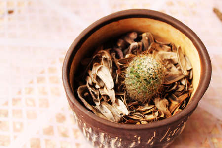 cactusの写真素材