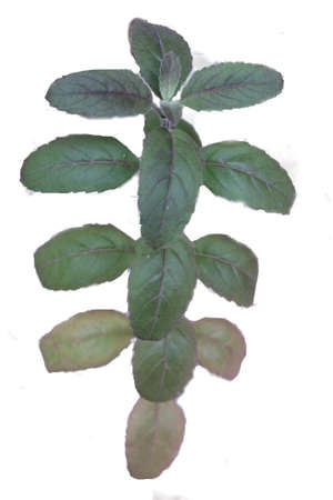 Basil Leaves