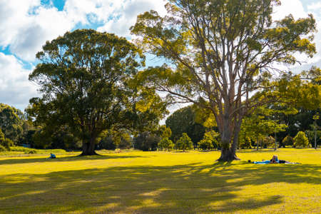 Parkland Lawn and Treeの写真素材