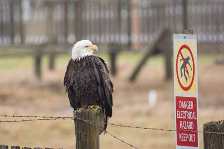 A Bald Eagle (Haliaeetus leucocephalus) perched on a wooden fence with a Electric Hazard warning sign posted.の写真素材