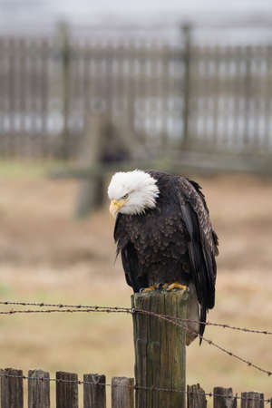 A Bald Eagle (Haliaeetus leucocephalus) perched on a wooden fenceの写真素材