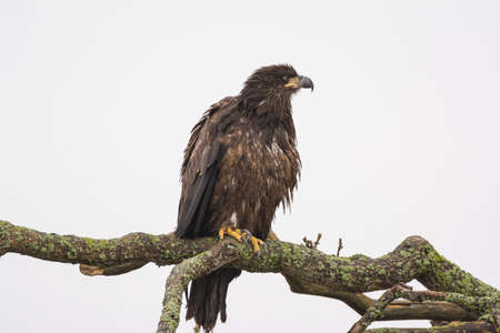 Juvenile Bald Eagle (Haliaeetus leucocephalus) perched on a tree branchの写真素材