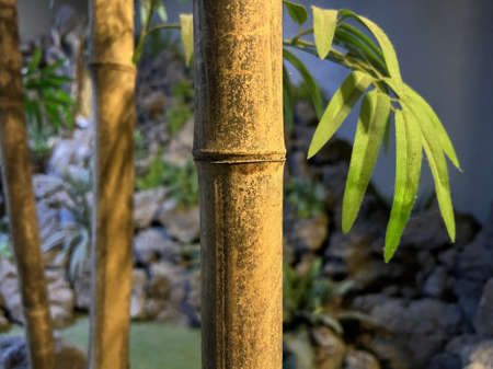 Close-up photo of brown bambooの写真素材