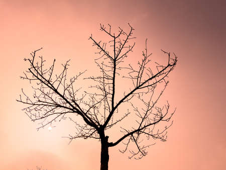 bare branches on coral pink background