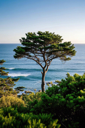 Tree on cliff overlooking the ocean and beach Picturesの素材