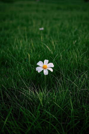White flower on green grass field in the evening. Nature background.の素材