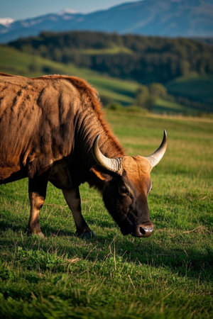 Picture of a brown cow with horns grazing in a fieldの素材