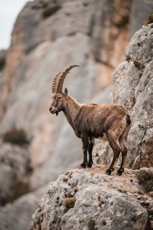 Picture of a goat standing on a rock with long hornsの素材