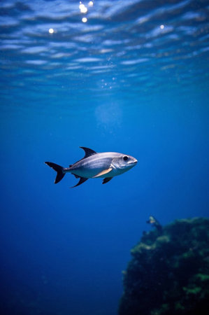 A fish swimming in water Imagesの素材