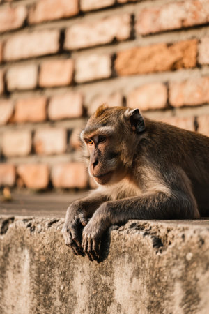 A monkey sitting on a ledge Pictureの素材