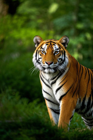 A tiger walking in the grass Picturesの素材