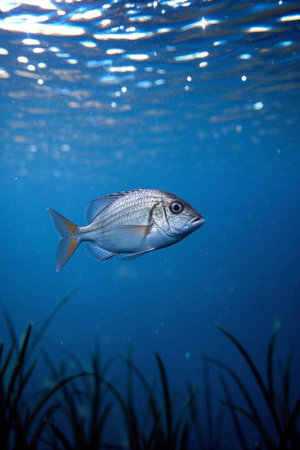 A fish swimming in water Imagesの素材