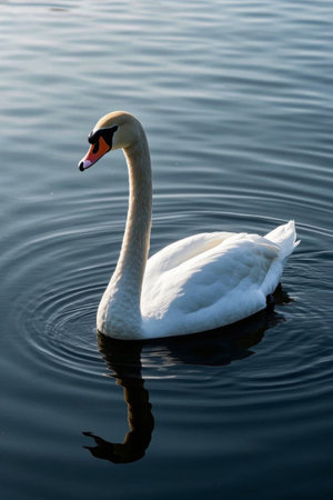 Picture of a white swan swimming in water with a red mouthの素材