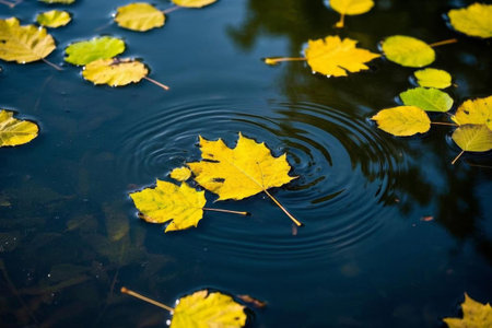 The autumn leaves are quiet and beautiful, the water ripples, the poetry of fallen leaves returning to their rootsの素材