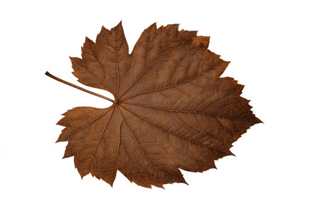 The quiet beauty of autumn's brown leaves, the psalm of life of a fallen leafの素材