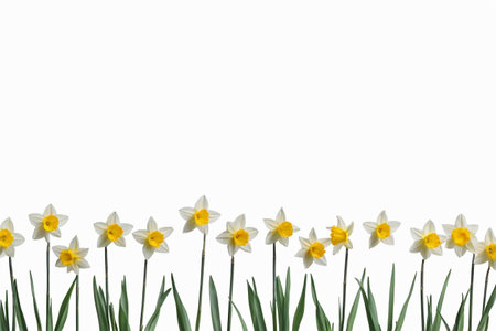 Fresh and elegant spring narcissus, the language of the daffodils on a white backgroundの素材