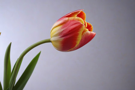 Delicate tulips, blooming spring colorsの素材