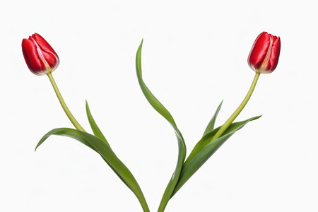 The beauty of blooming tulips, pure and elegant red tulipsの素材
