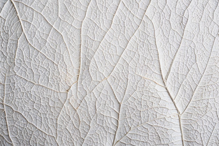 The art of leaf veins, the breathing of plantsの素材