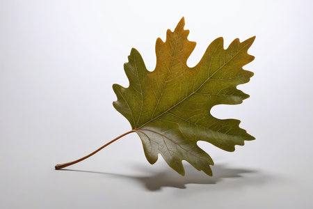 The quiet beauty of autumn leaves, a fallen leaf knows autumnの素材