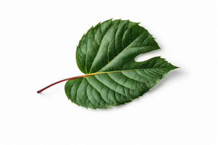 The rhythm of life of a fresh green leaf, the natural poetry of a green leafの素材