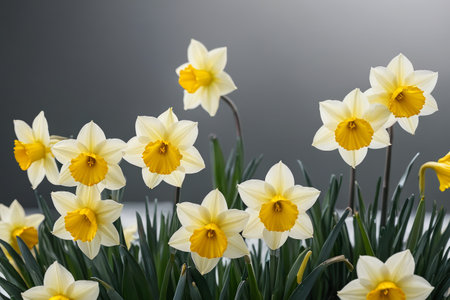 Elegant blooming of spring narcissus Fresh close-up of bright narcissusの素材