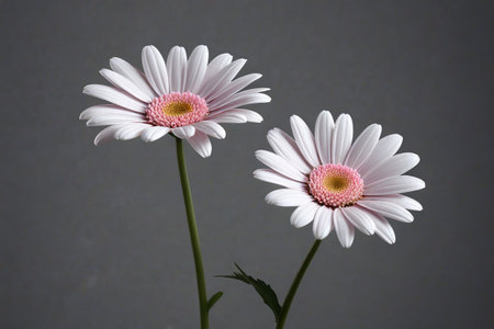 The quiet bloom of the pink daisy The gentle whispers of the two daisiesの素材