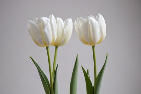 Pure white tulips Elegant blooming tulipsの素材