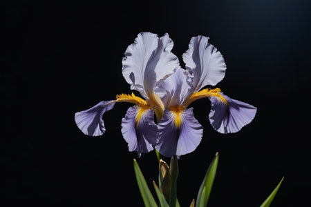 The graceful bloom of the iris The murmur of purple petalsの素材