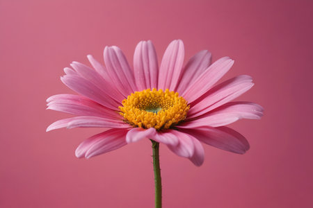 The tenderness of pink daisies blooms A touch of pink summer freshnessの素材