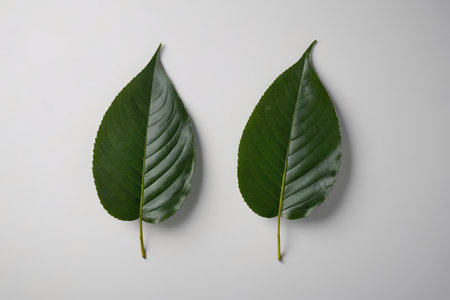 Close-up of two green plant leavesの素材