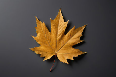 Golden Maple Leaf Close-up Materialの素材