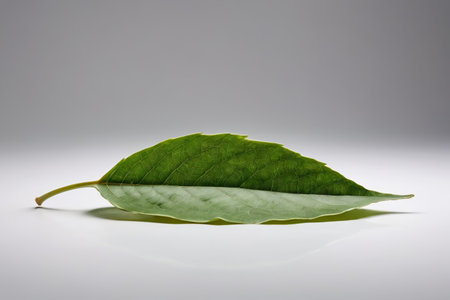 Close-up of a green single bladeの素材